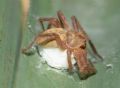 Olios argelasius